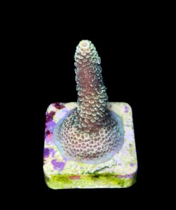 Alternative view of Spathulata Golden M