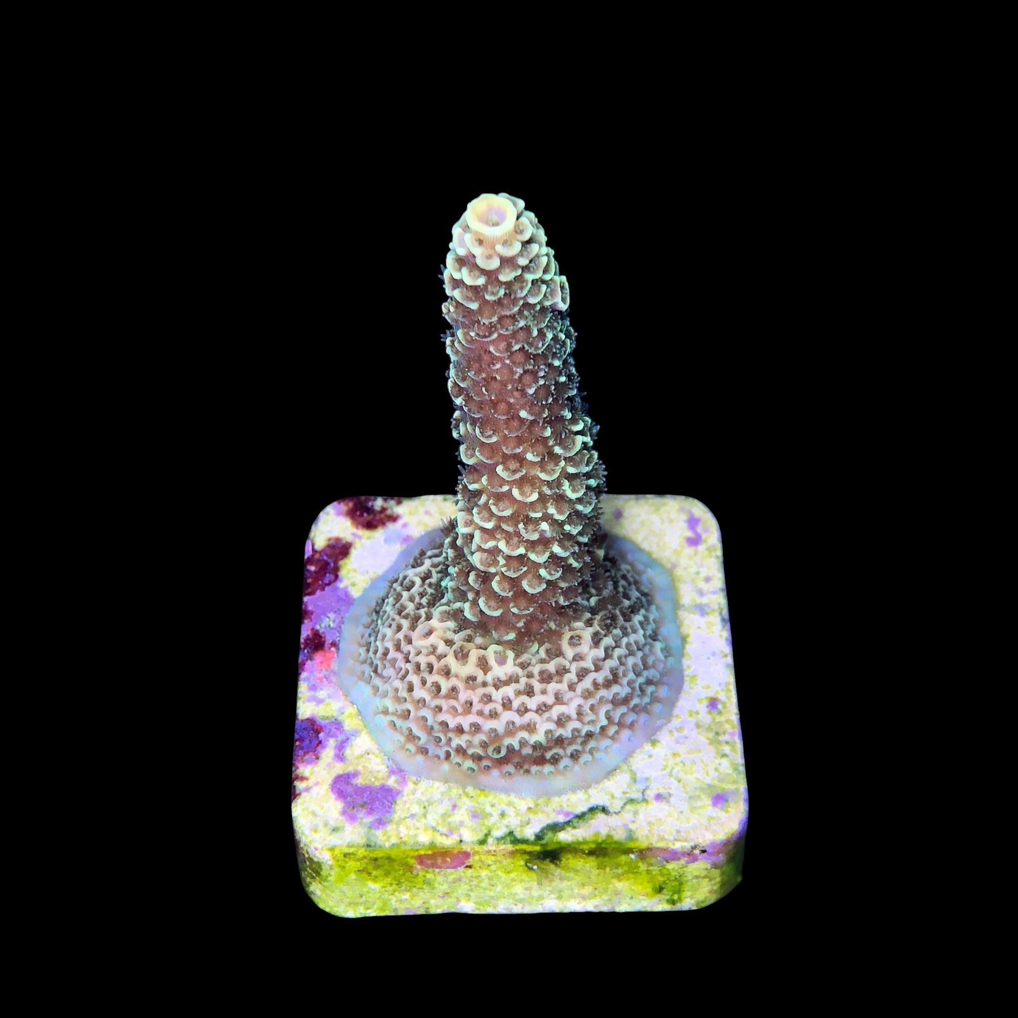 Spathulata Golden M - Imagem 2