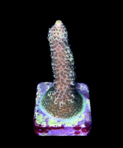 Alternative view of Spathulata Golden M