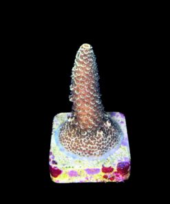 Alternative view of Spathulata Golden M