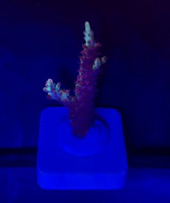 Strawberry Shortcake Aussie M