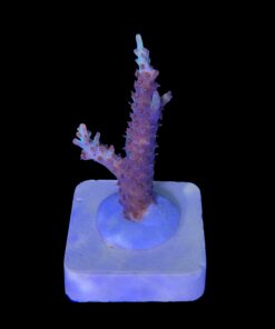 Alternative view of Strawberry Shortcake Aussie M