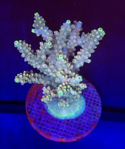 Strawberry Shortcake Bali Mini Colônia