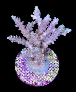 Alternative view of Strawberry Shortcake Bali Mini Colônia