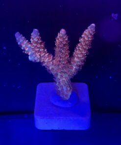 Tenuis Walt Disney M