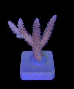 Alternative view of Tenuis Walt Disney M