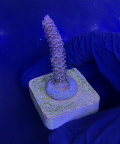 Alternative view of Tenuis Apocalypse M