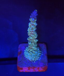 OR Tenuis Blue Ice M