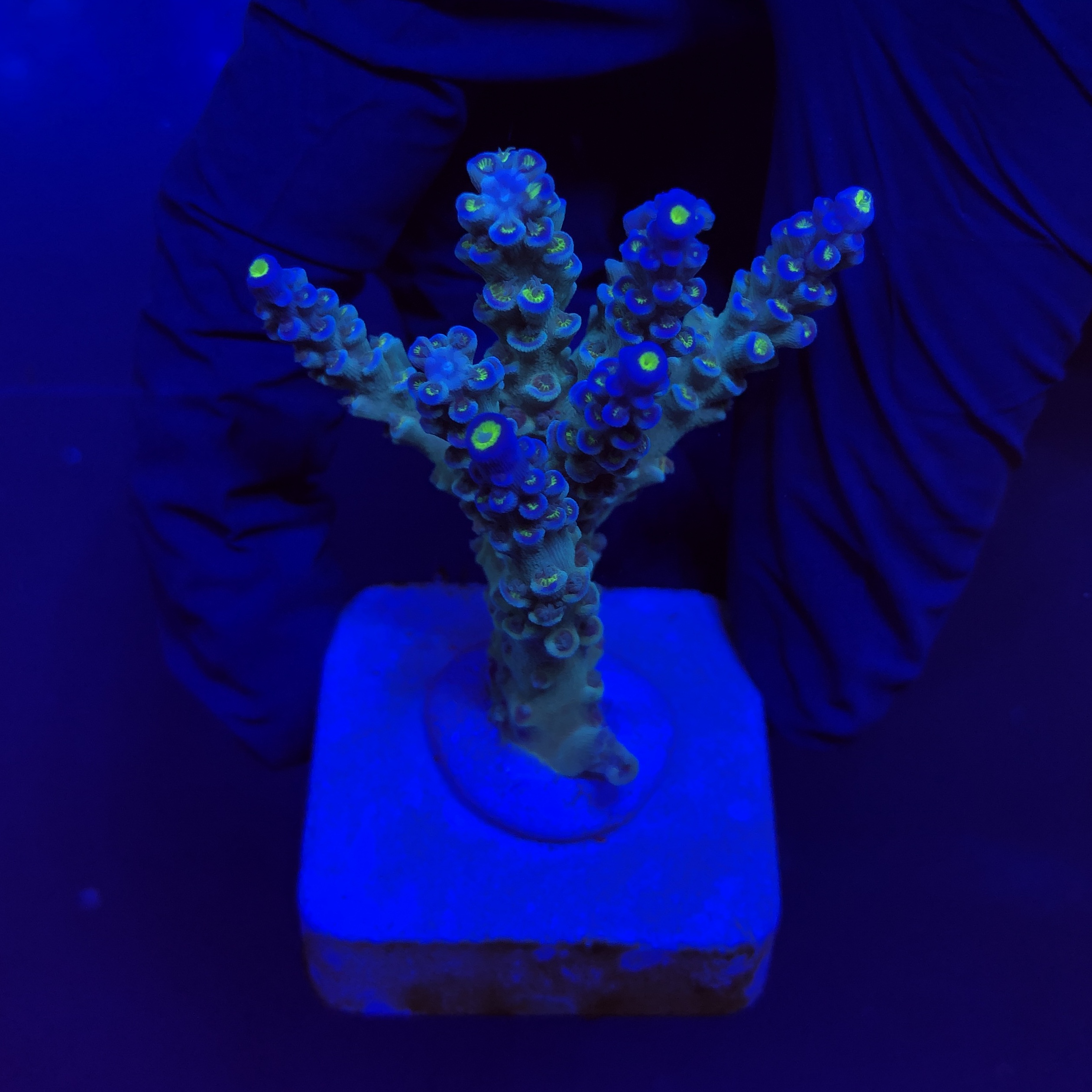 OR Tenuis Blue Ice M