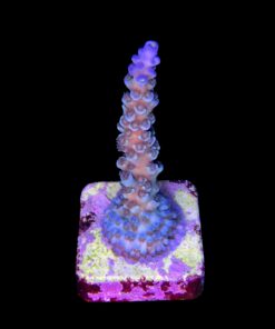 Alternative view of OR Tenuis Blue Ice M