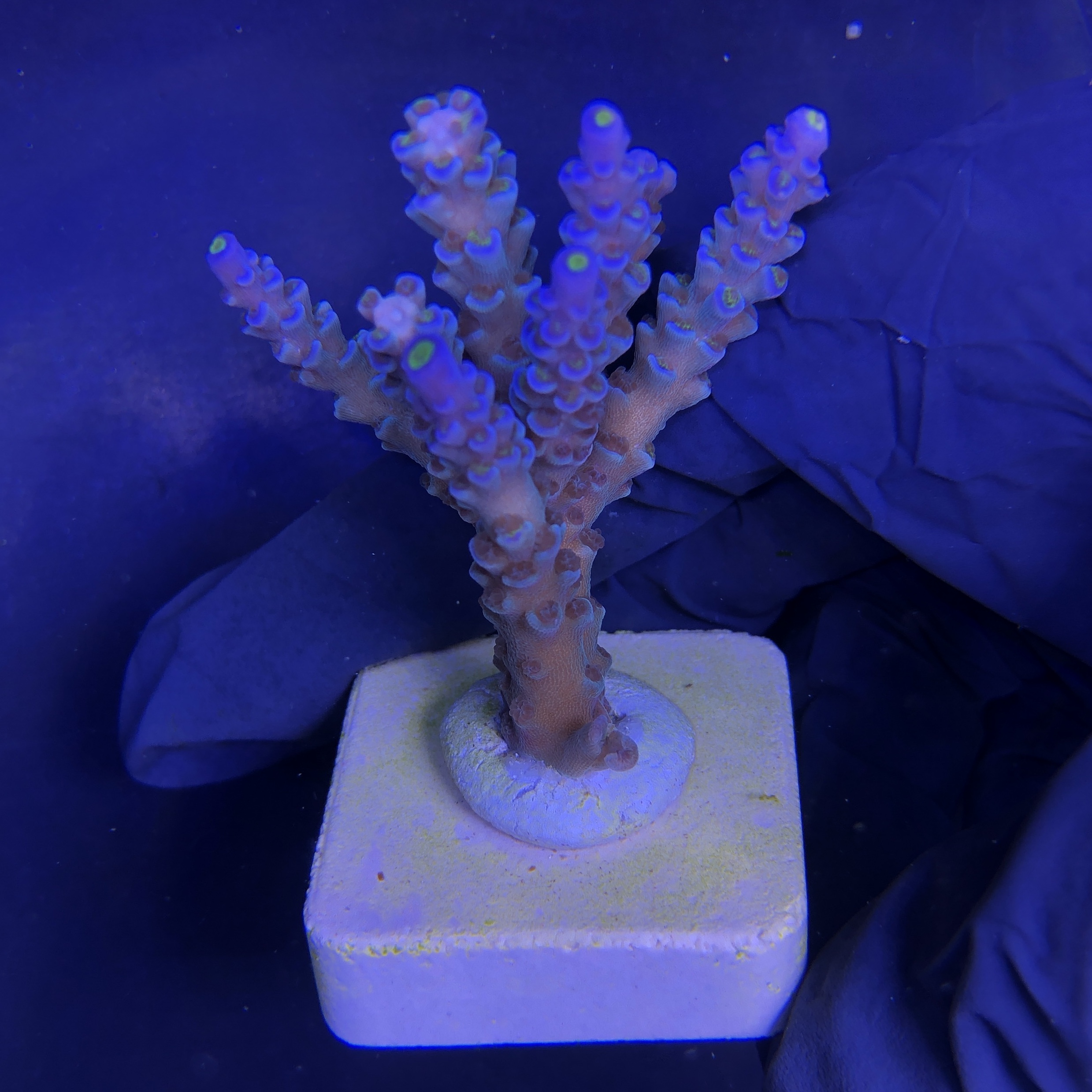 OR Tenuis Blue Ice M - Imagem 2