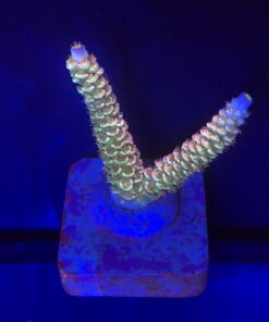 OR Tenuis Carnivation M