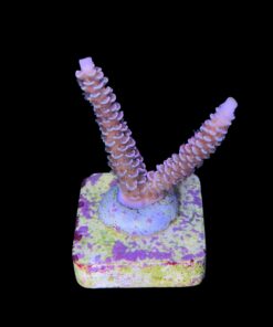 Alternative view of OR Tenuis Carnivation M