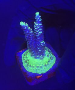 Tenuis Fruits Loops M