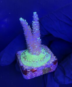 Alternative view of Tenuis Fruits Loops M