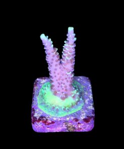 Alternative view of Tenuis Fruits Loops M