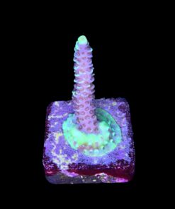 Alternative view of Tenuis Fruits Loops M