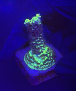 Tenuis Fruits Loops M