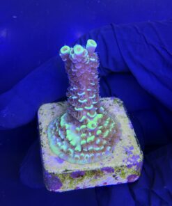 Alternative view of Tenuis Fruits Loops M