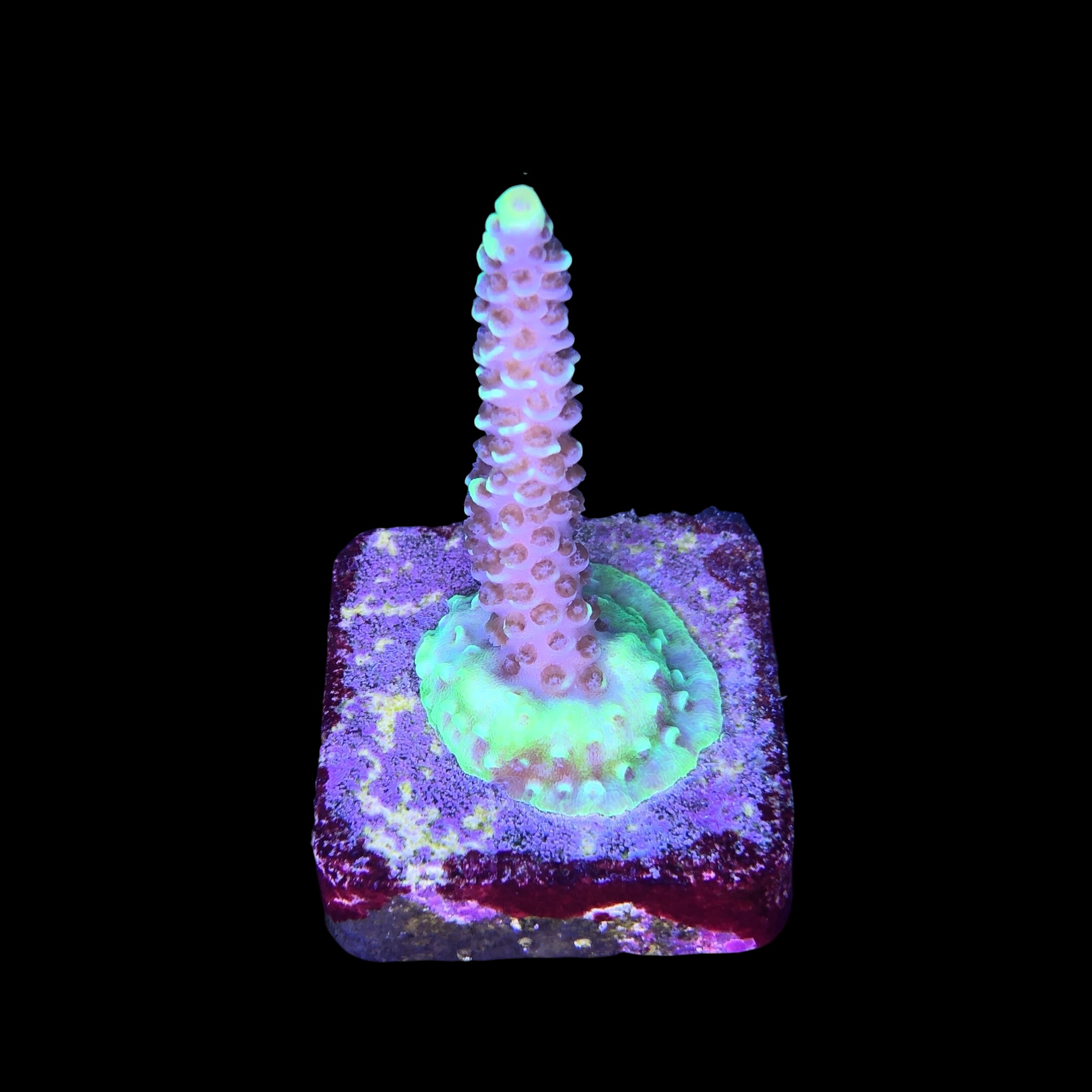 Tenuis Fruits Loops M - Imagem 2