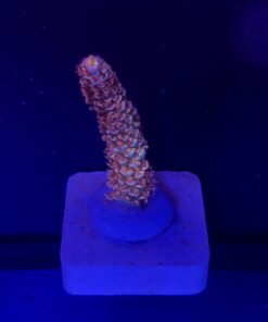 Tenuis Walt Disney M