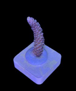 Alternative view of Tenuis Walt Disney M