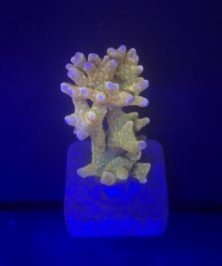 Tropicana Anacropora M
