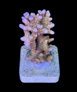 Alternative view of Tropicana Anacropora M
