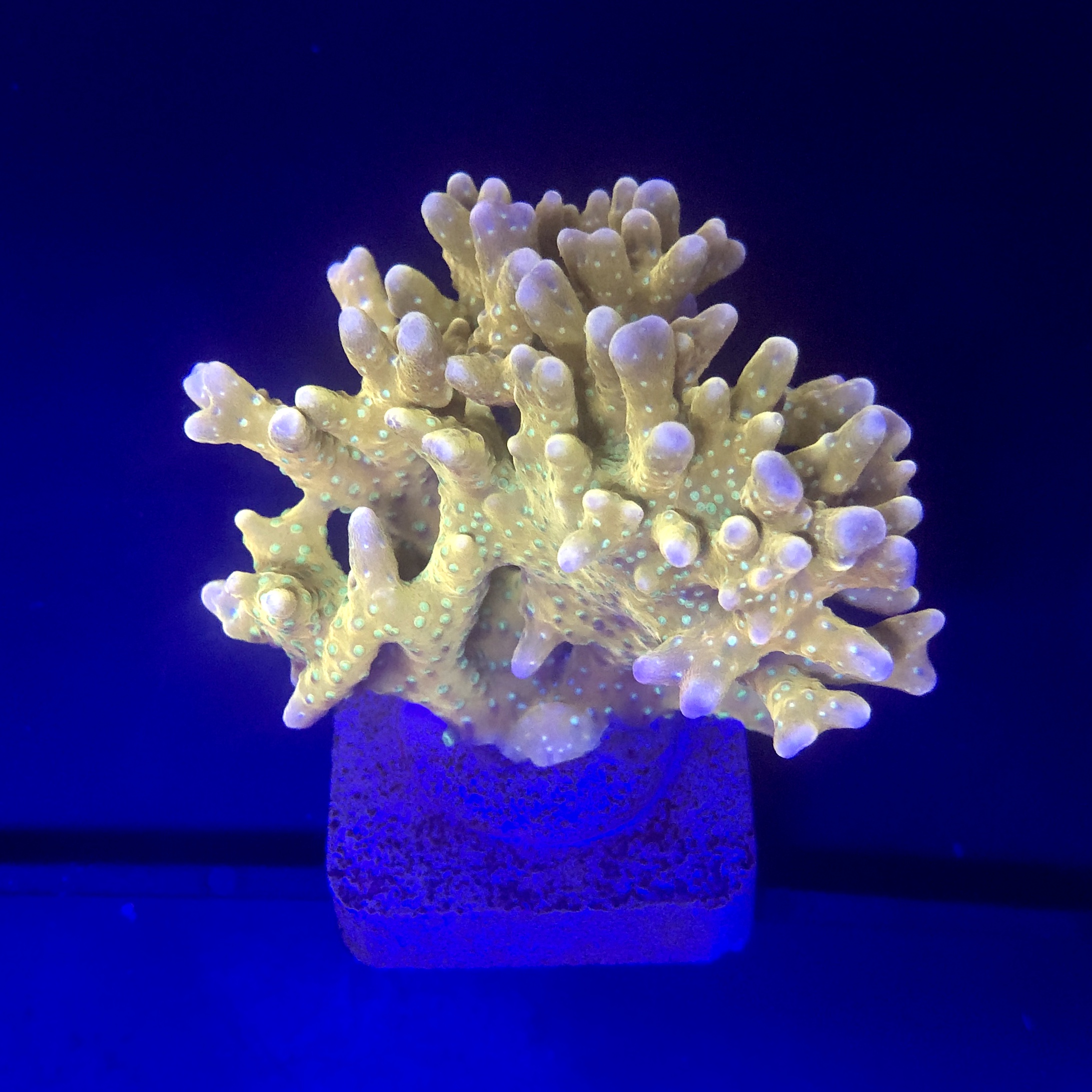 Tropicana Anacropora Mini Colônia