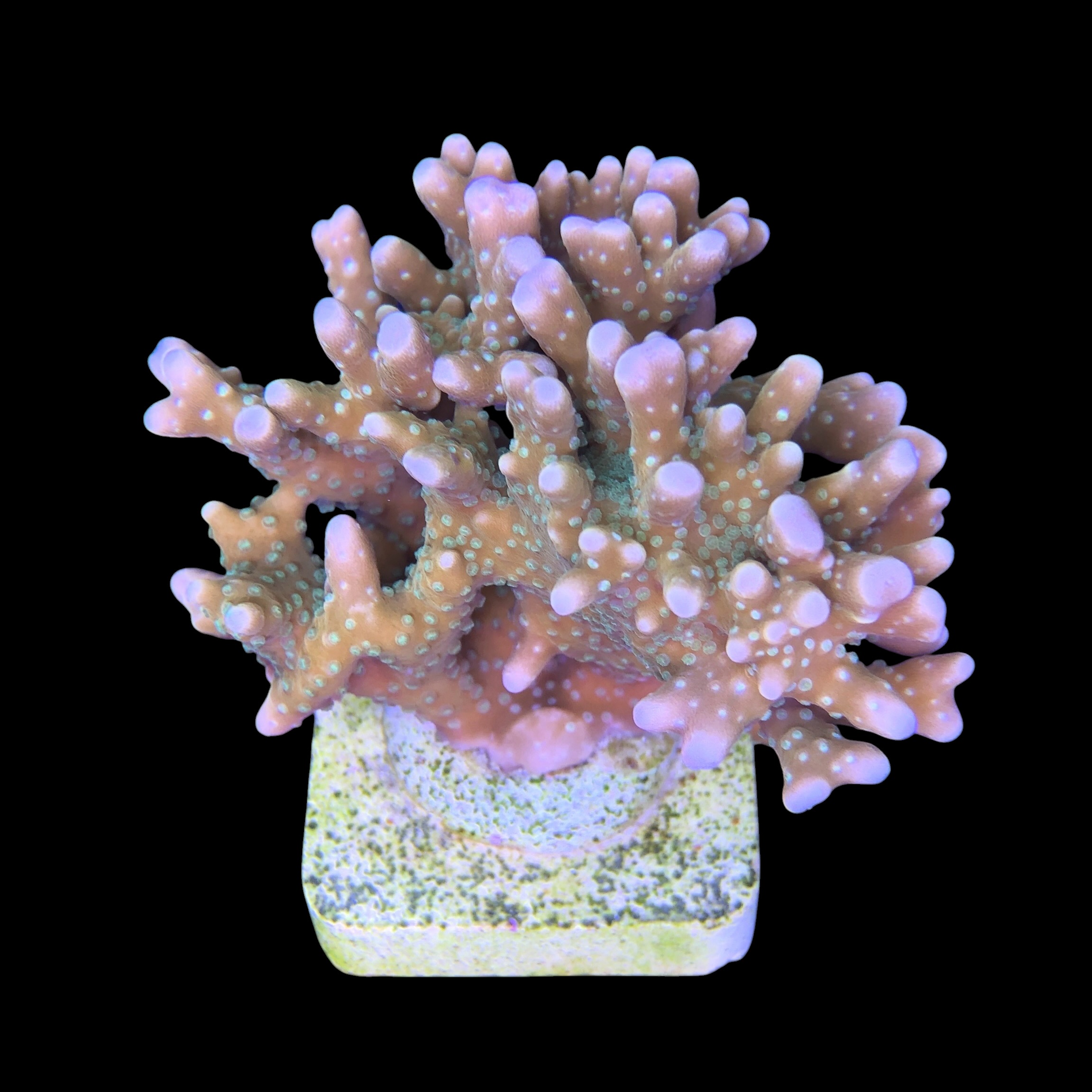 Tropicana Anacropora Mini Colônia - Imagem 2