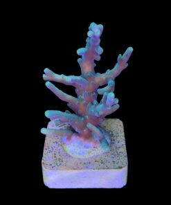 Alternative view of Turak Green M