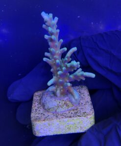 Alternative view of Turak Green M