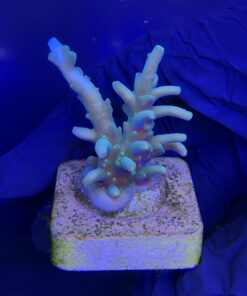 Alternative view of Turak Green M