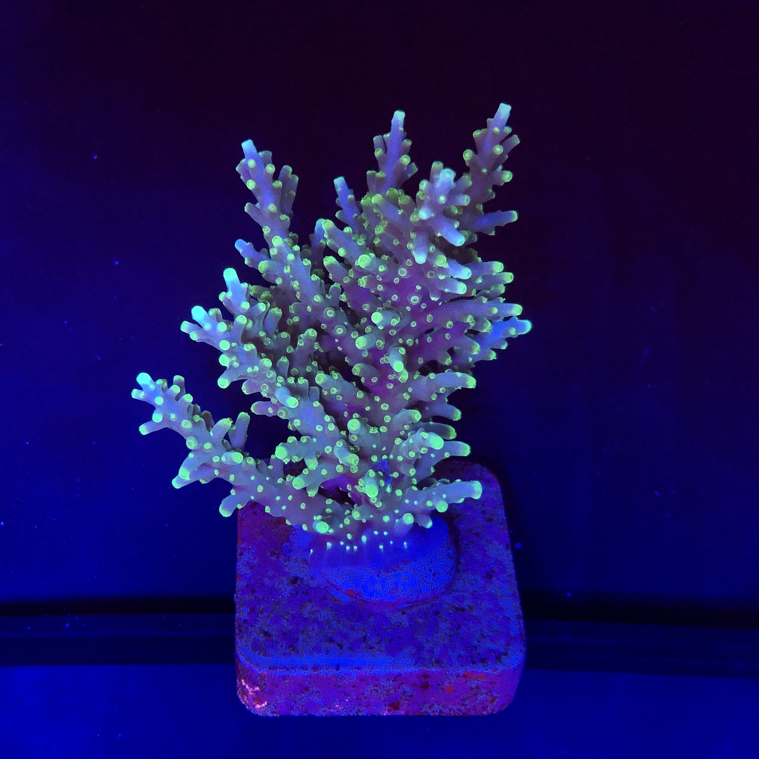 Yellow Tips Dragon M