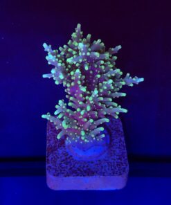 Yellow Tips Dragon M