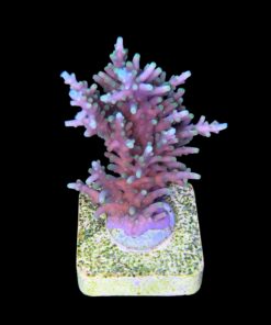 Alternative view of Yellow Tips Dragon M