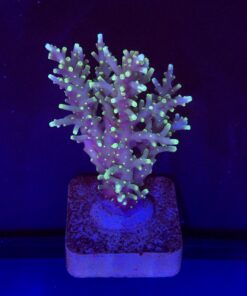 Yellow Tips Dragon M