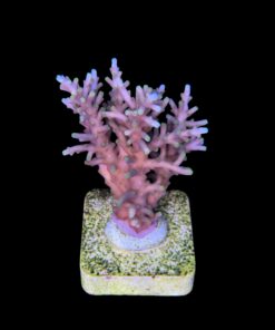 Alternative view of Yellow Tips Dragon M