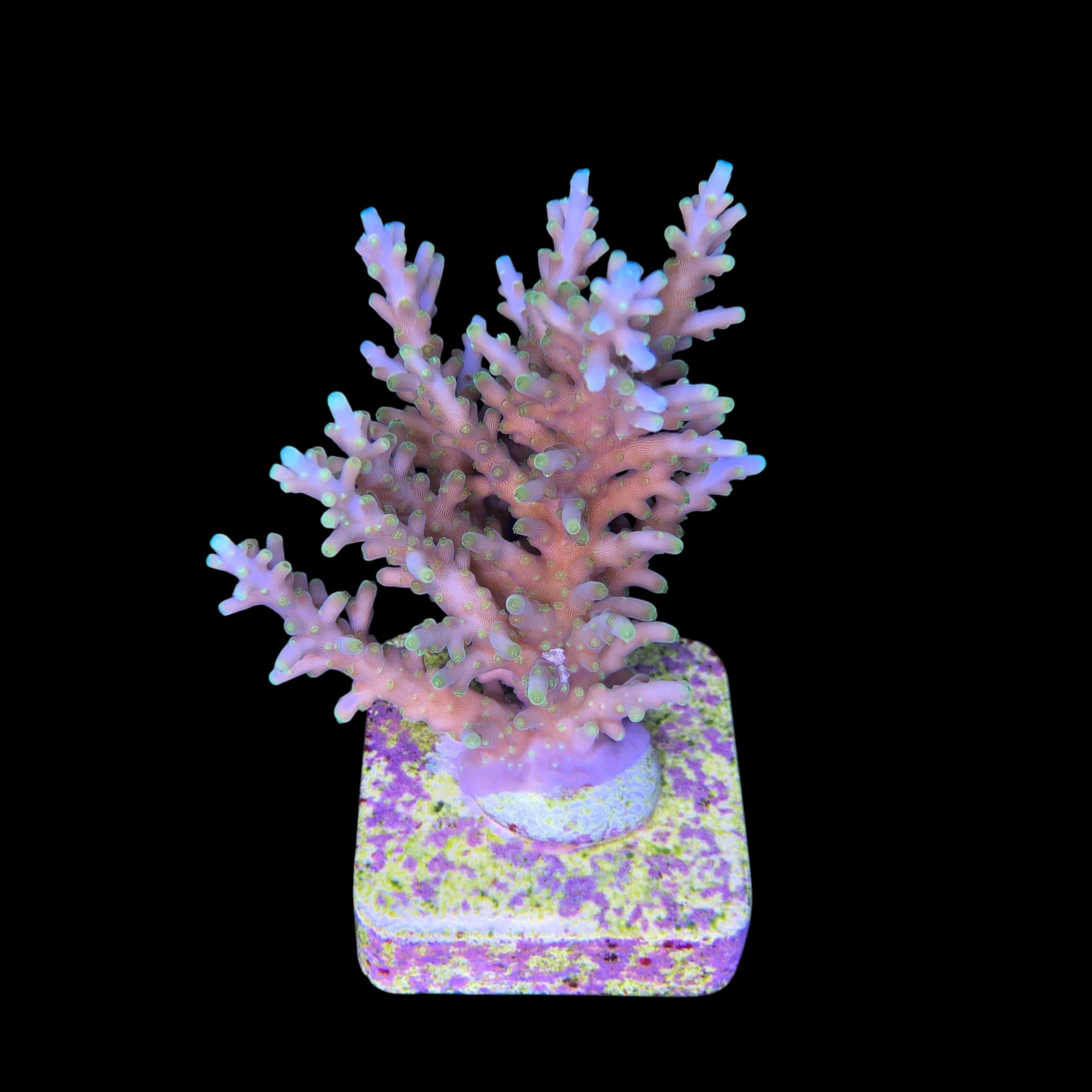 Yellow Tips Dragon M - Imagem 2