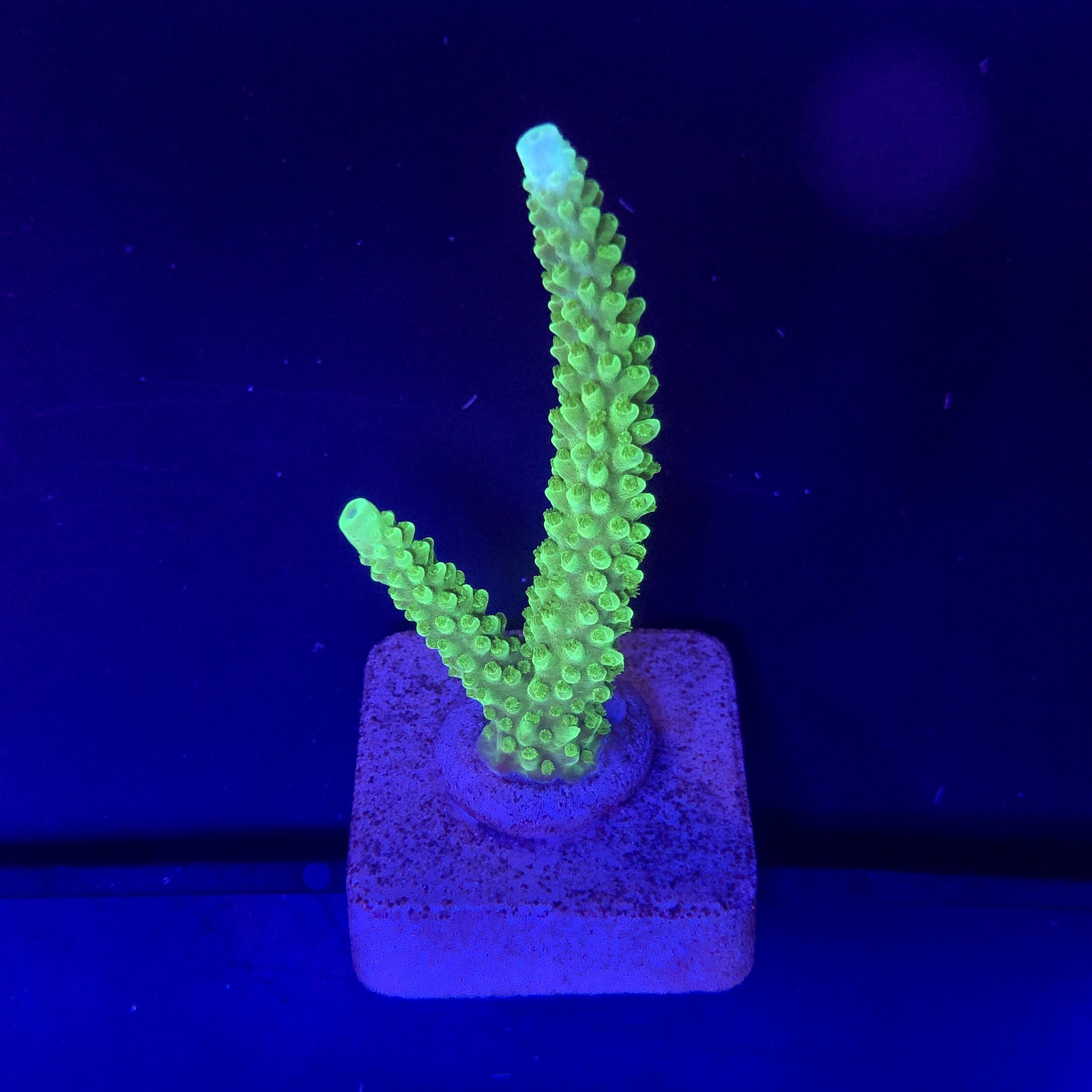 Yongei Green Blue Tips M