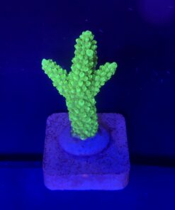 Yongei Green Blue Tips M