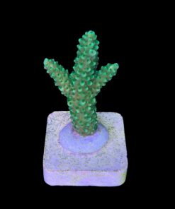 Alternative view of Yongei Green Blue Tips M