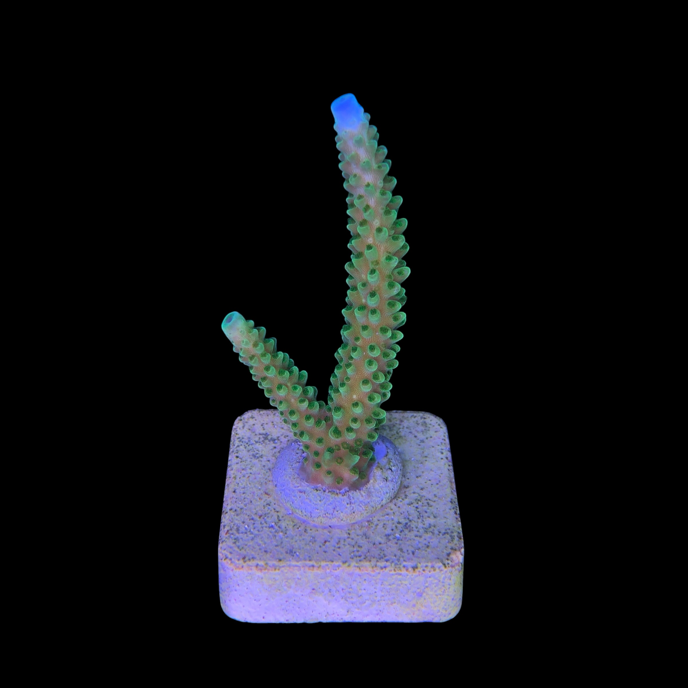 Yongei Green Blue Tips M - Imagem 2