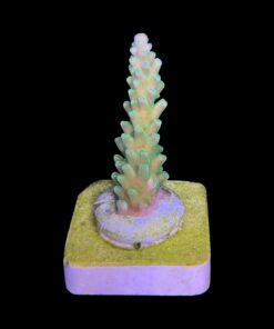 Alternative view of Austera Banana M