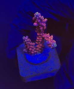Austera Pink Yellow Tips M