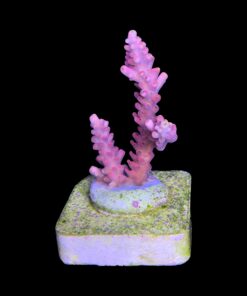 Alternative view of Austera Pink Yellow Tips M