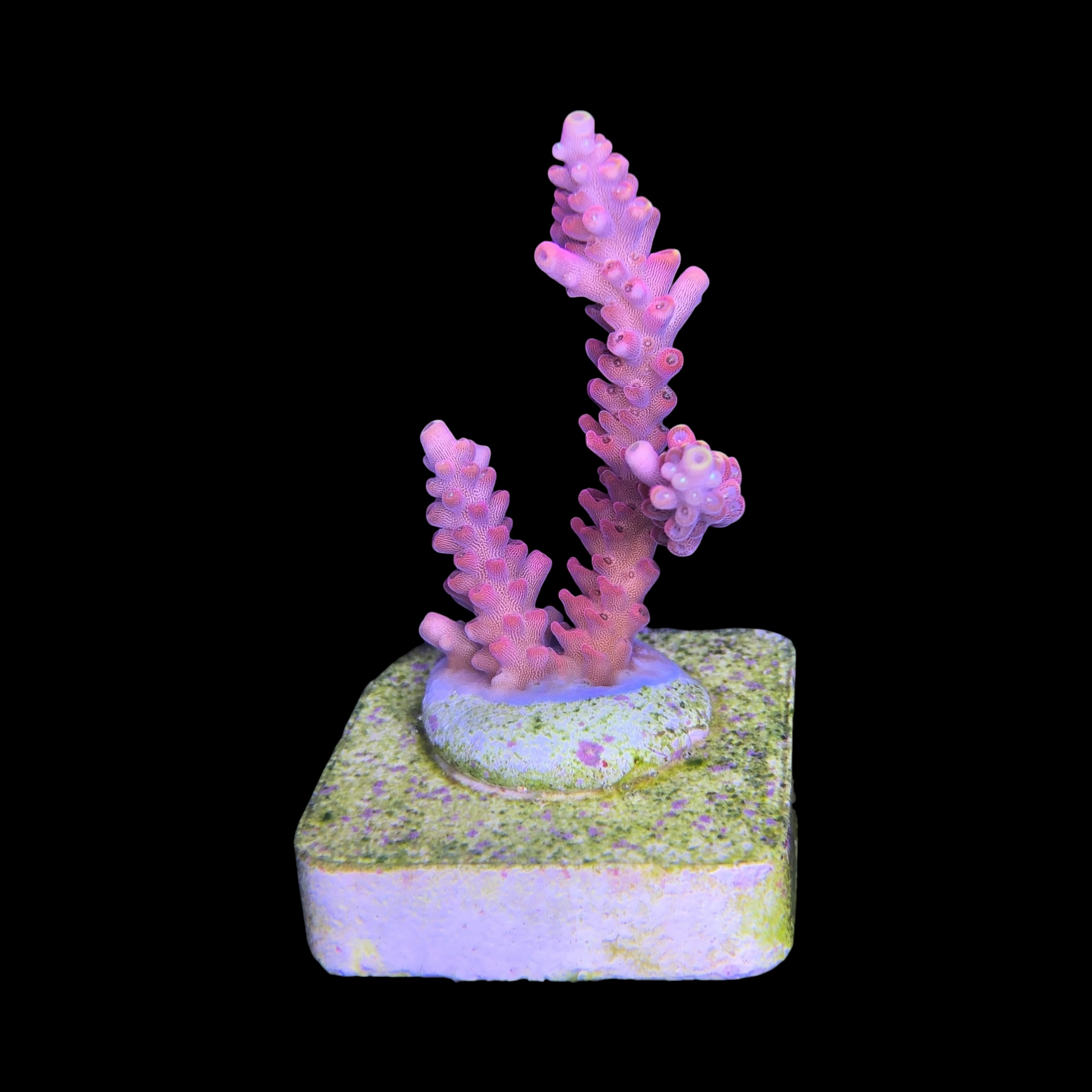 Austera Pink Yellow Tips M - Imagem 2