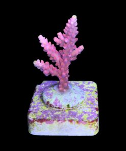 Alternative view of Austera Pink Yellow Tips M