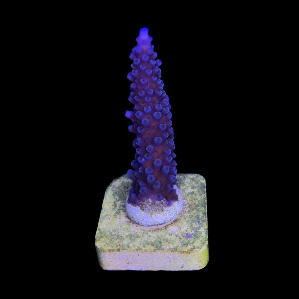 Ocyan