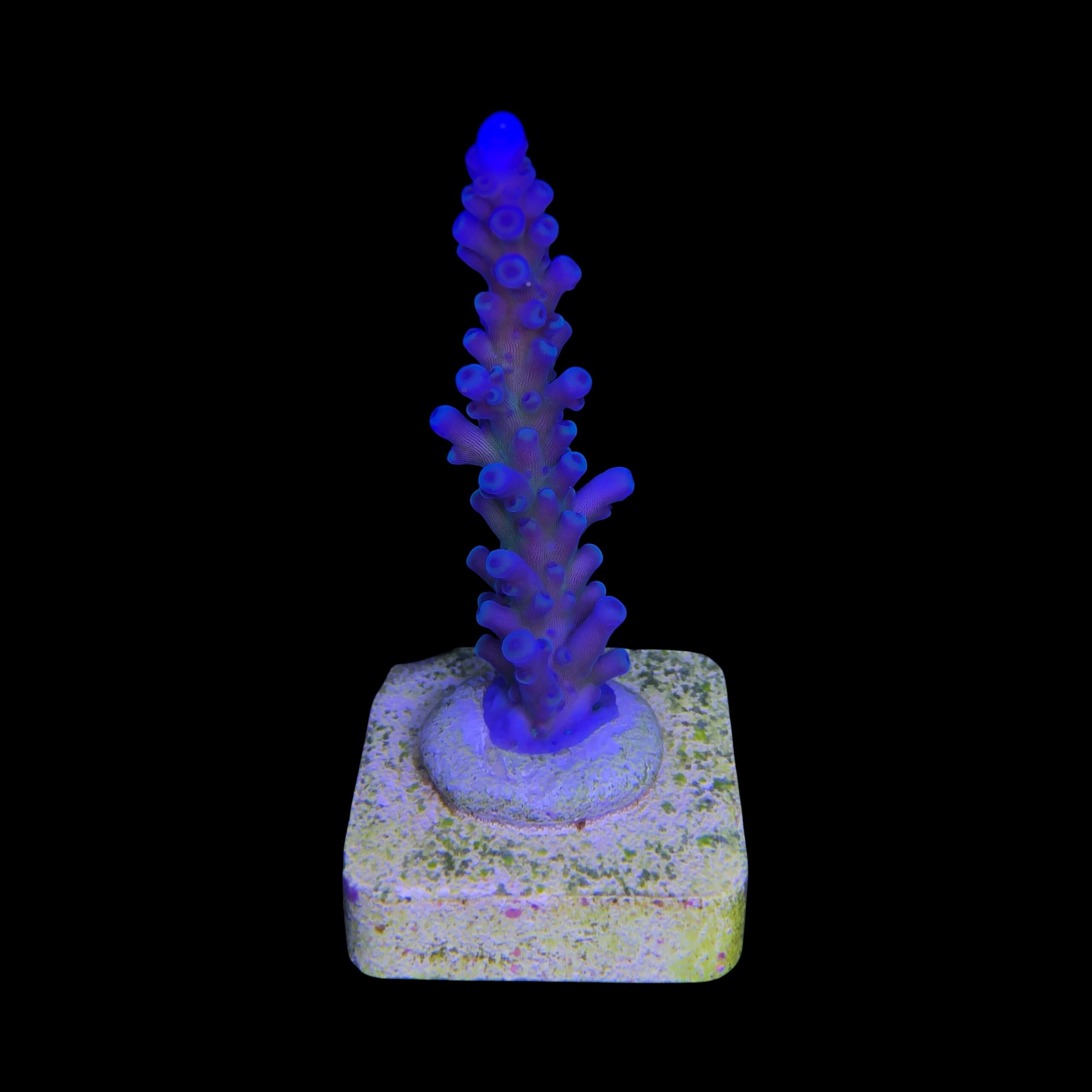 Ora Blue Green M